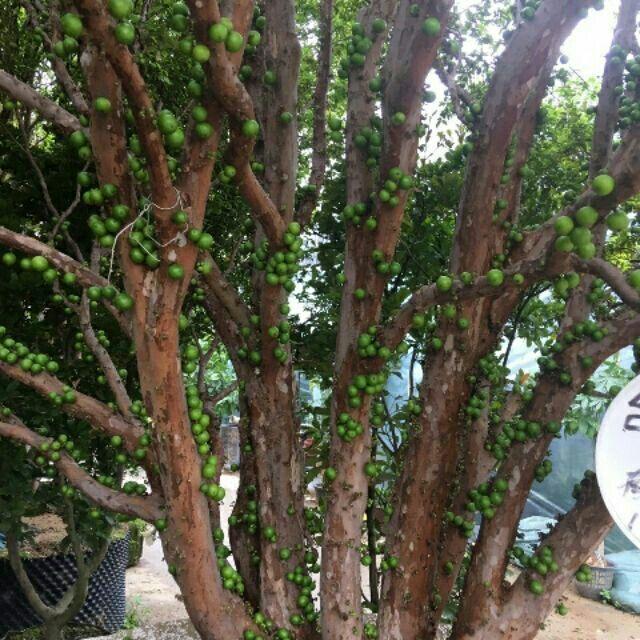 Cây đẹp, Cây nho thân gỗ loại nhớ cao 80cm