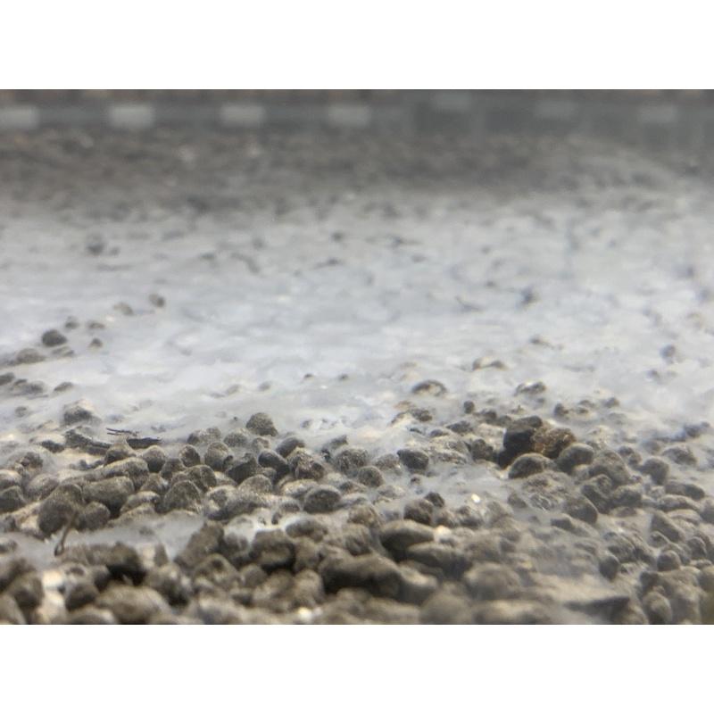 Vi Sinh Bột X2 Bacter Powder từ trại Tép X2 Shrimp Đài Loan