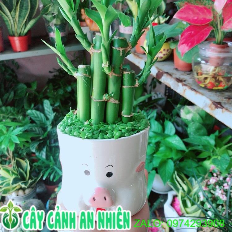 Chậu Cây Trúc Phát Tài