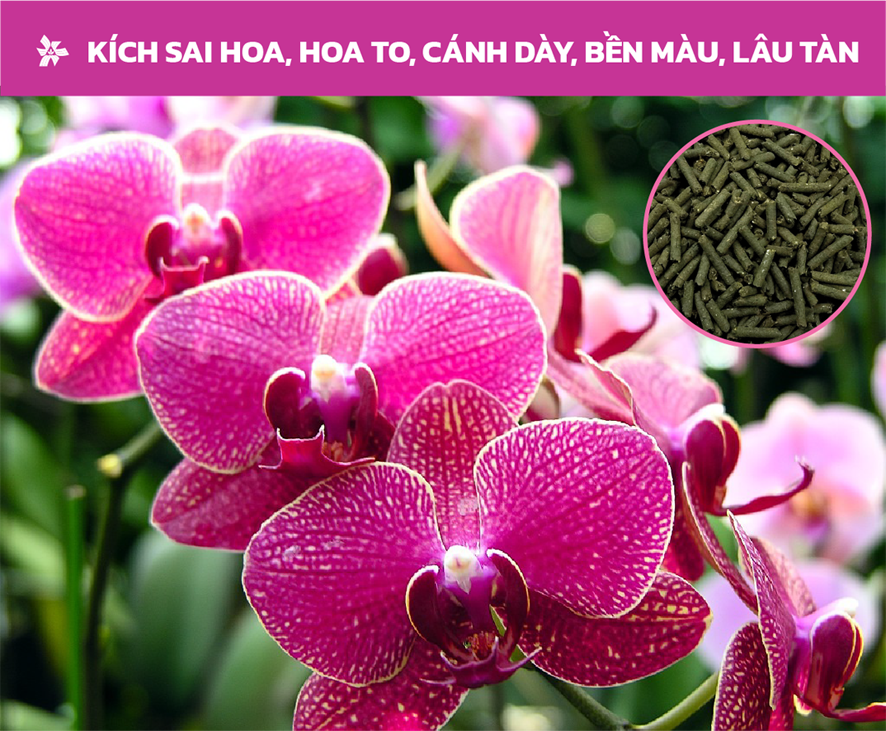 Phân bón nhập khẩu Bỉ hữu cơ Enter-Root 4.3.3.75OM | Chuyên Hoa Lan