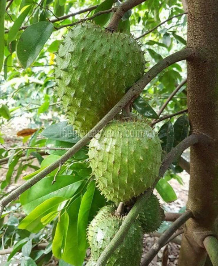 Cây MÃNG CẦU GAI (MÃNG CẦU XIÊM)