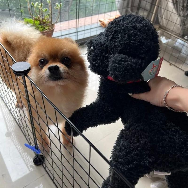 Gấu bông chó poodle nhồi bông 30cm giống thật ship HOẢ TỐC HCM cún bông lông xù dễ thương mềm mịn - Coffee