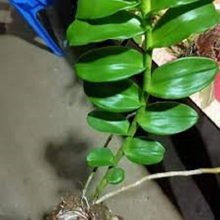 Sản Phẩm Hoa lan phi điệp- mít xuân sơn