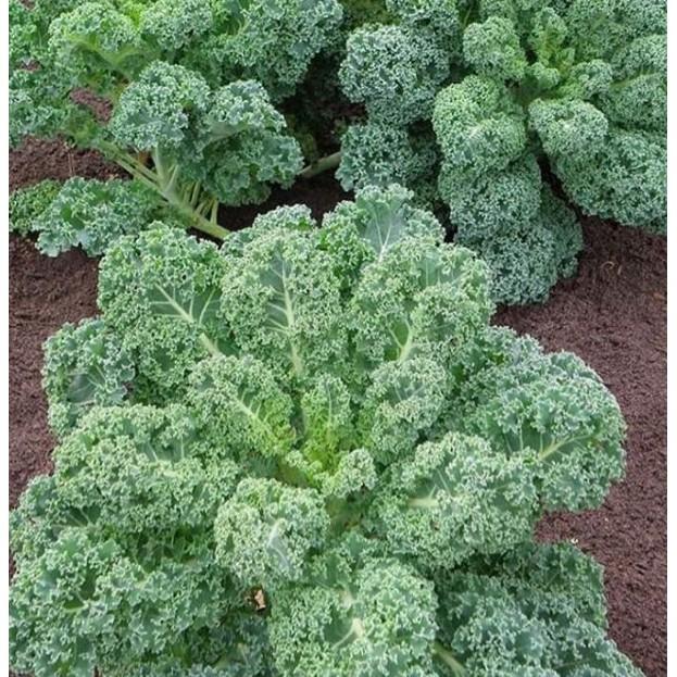 Combo 20 Hạt giống Cải xoăn xanh Kale hàng công ty chính hãng