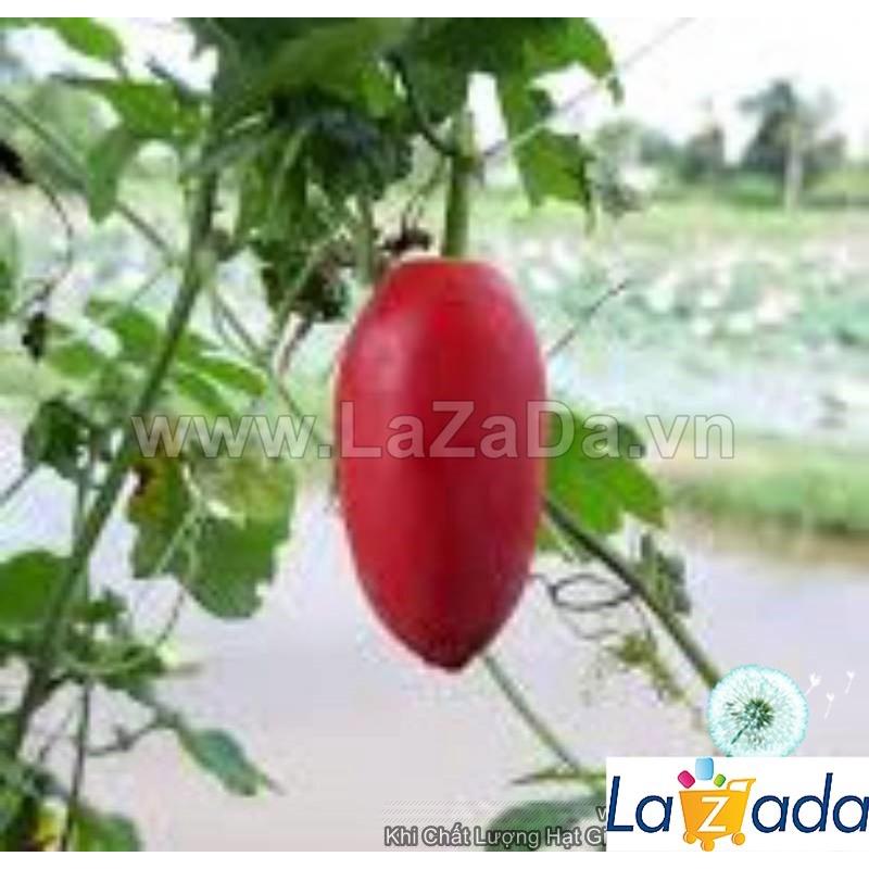 Hạt Giống Cây Bình Bát Dây Dây Bát Mãng Bát a11