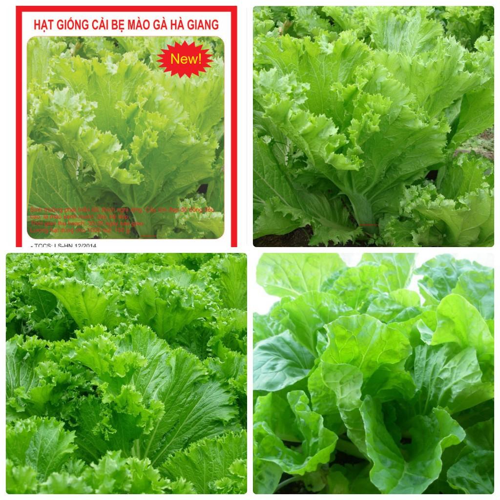 COMBO 2 gói hạt giống cải bẹ mào gà xanh