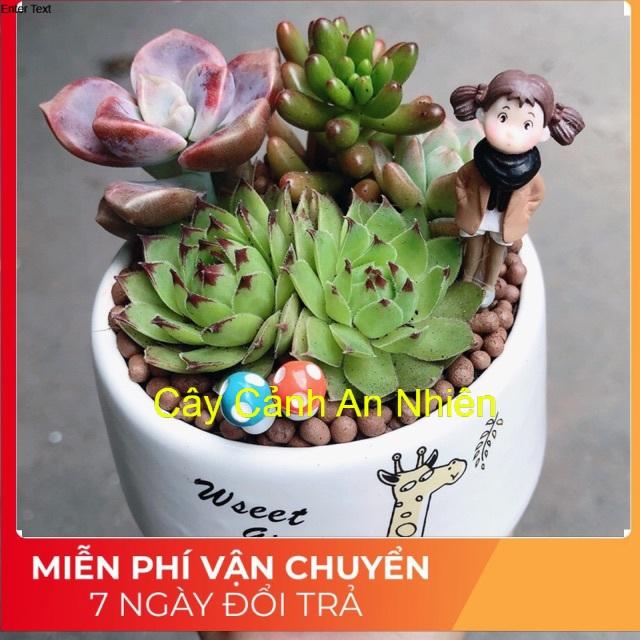 Chậu sen đá tiểu cảnh