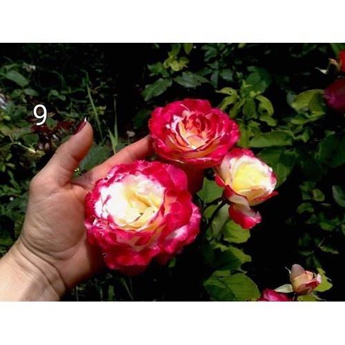 COMBO 5 cây giống hoa hồng ngoại gốc đại
