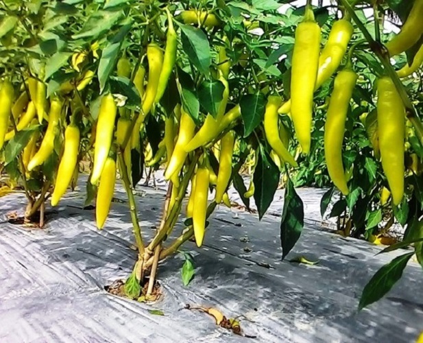 Hạt Giống Ớt Sừng Vàng F1 Siêu Năng Suất - Gói 1Gr