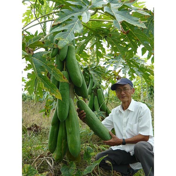 Hạt giống đu đủ lùn siêu ngọt Thái Lan