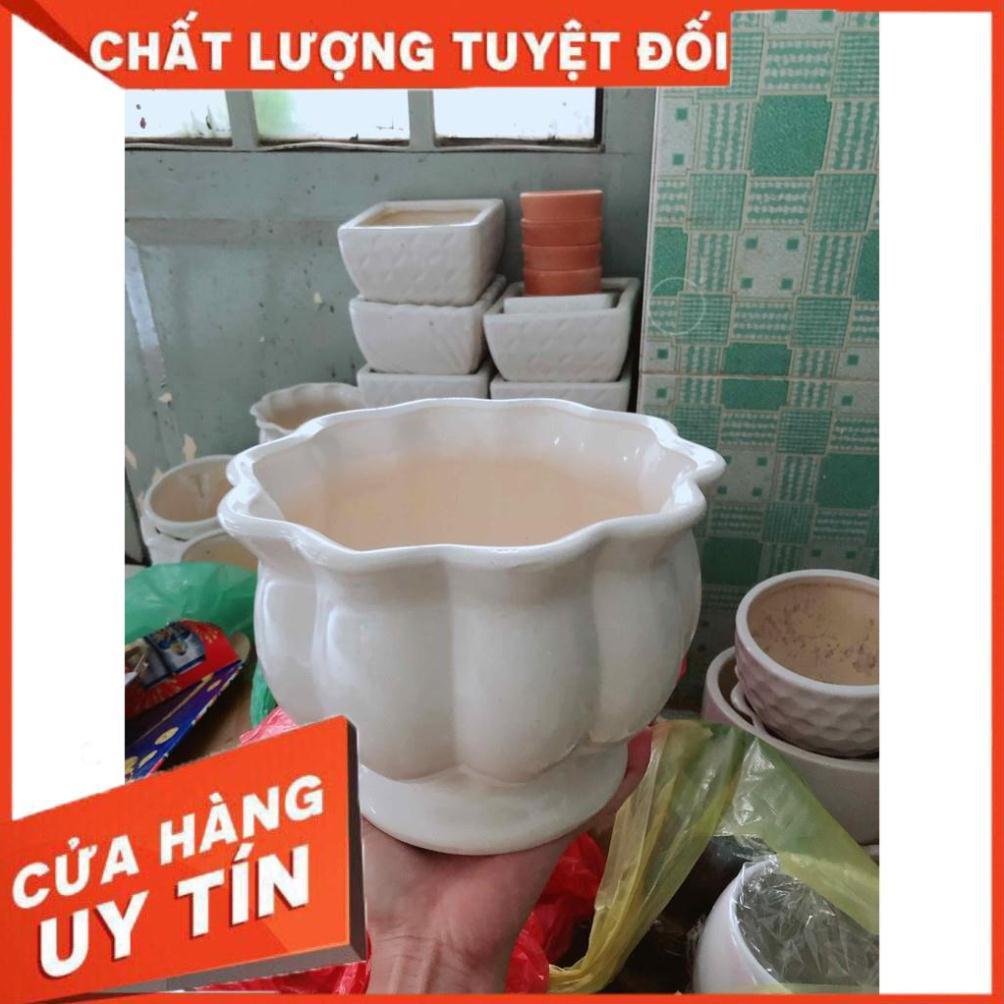 Lưỡi hổ thái kèm chậu sứ Nhiều Người Mua