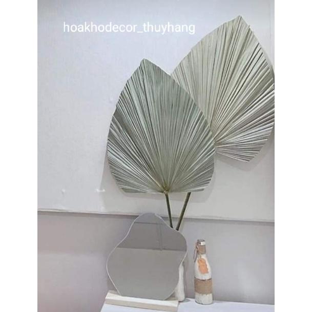 Lá Cọ Khô Tự Nhiên Trang Trí, Decor
