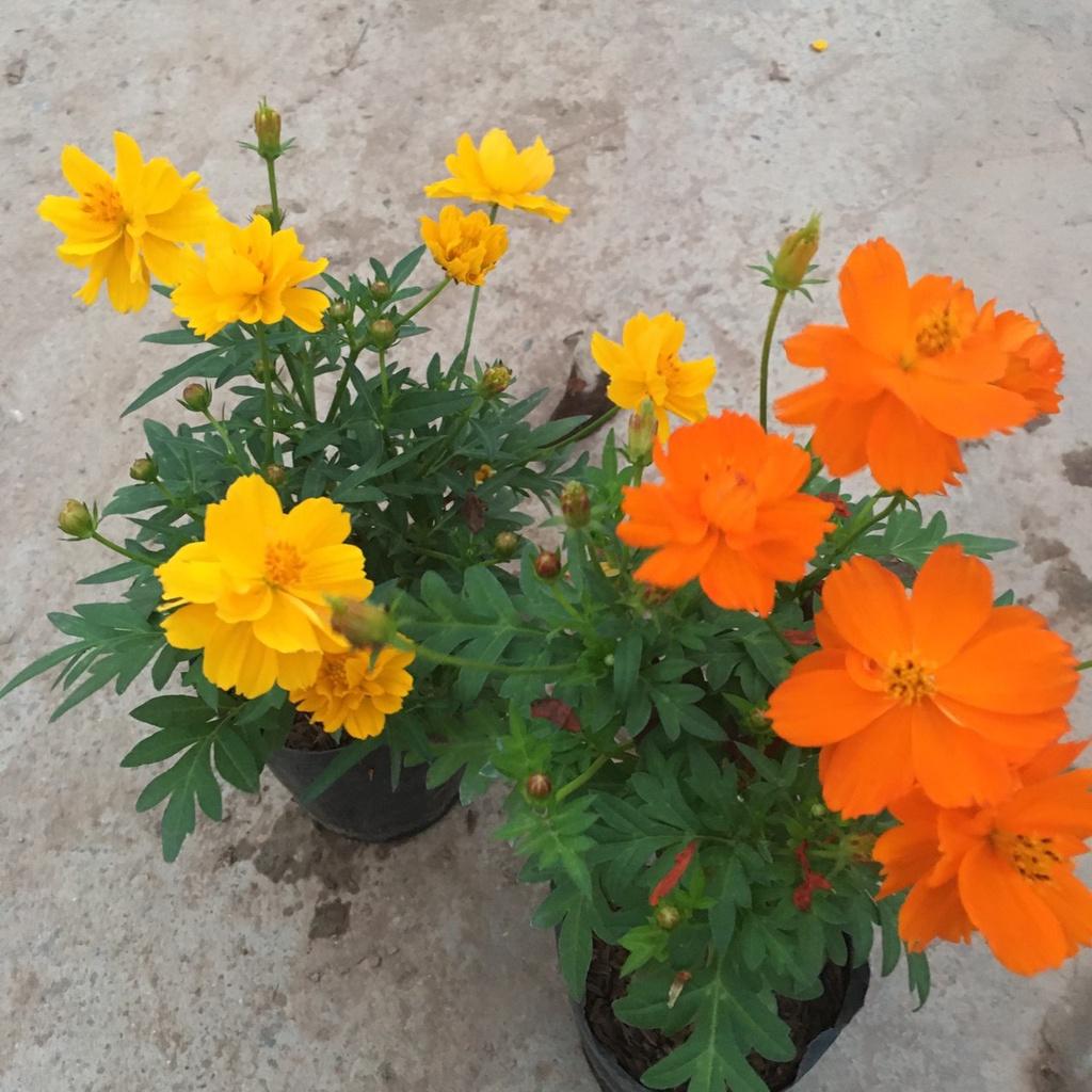 Cây Hoa Cúc Bướm CÁNH KÉP Tán Xum Nhiều Nụ Sẵn Hoa Chiều Cao 30cm