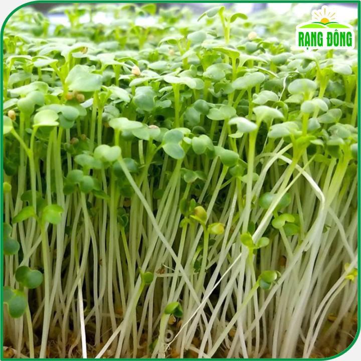 Hạt giống Rau Mầm Củ Cải Trắng Dễ Trồng, Nhanh Thu Hoạch - Hạt Giống Rạng Đông