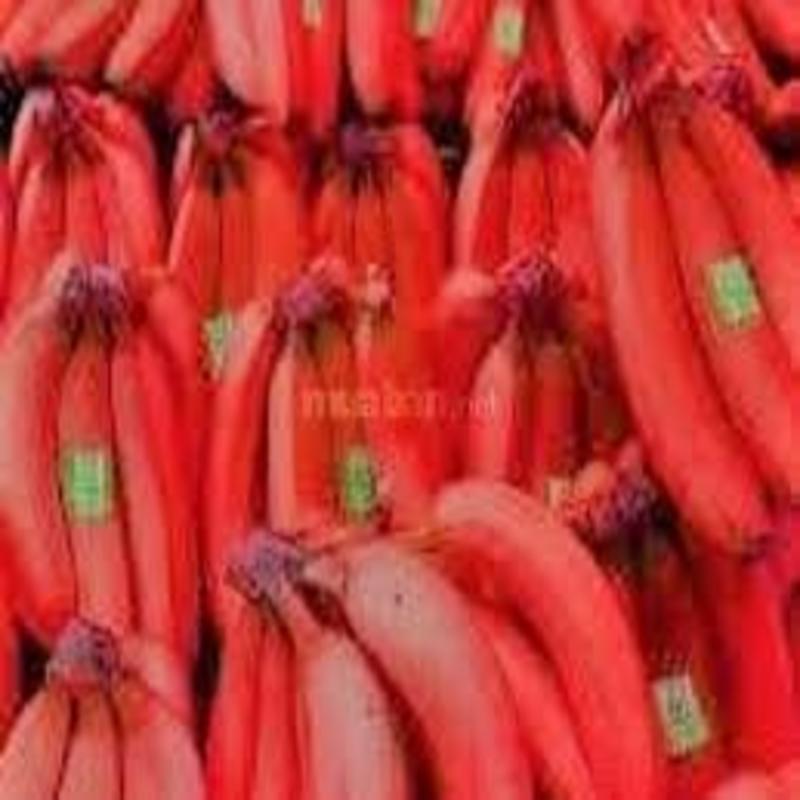 CÂY GIỐNG CHUỐI TÂY ĐỎ DACCA