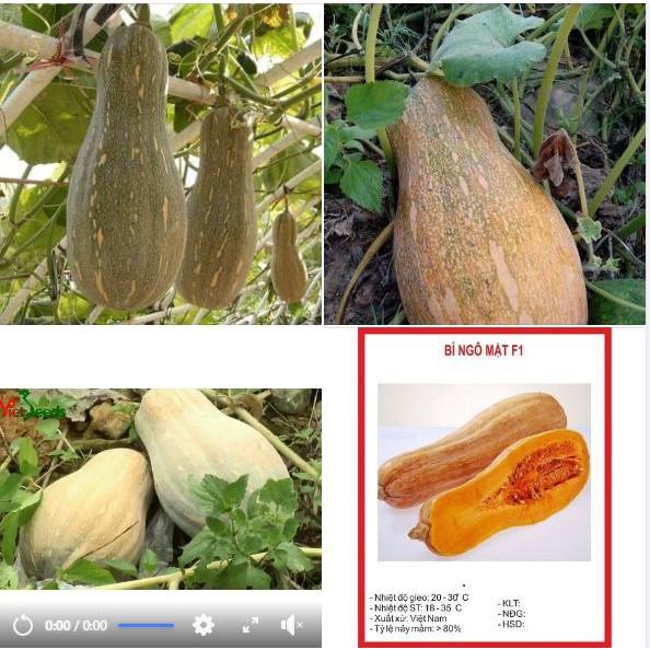 Hạt giống bí đỏ hồ lô lai F1 cao sản