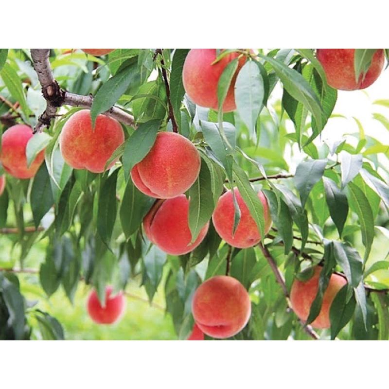 Cây giống đào tiên Nhật Bản, đào ăn quả.