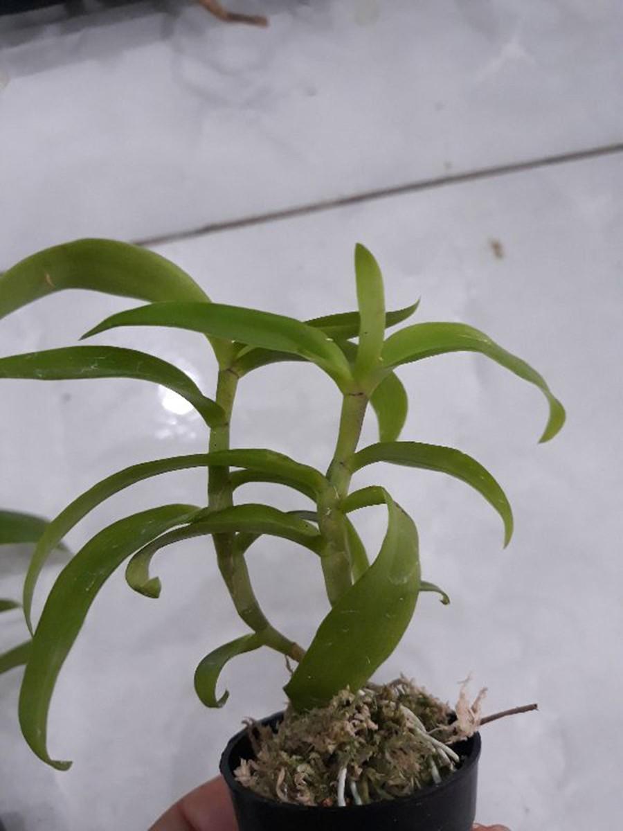 Phong lan 5ct họng tím siêu đẹp
