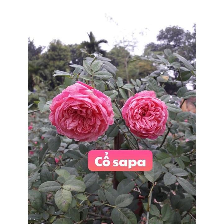 Hoa hồng cổ Sapa – bầu cây giống nguyên bản