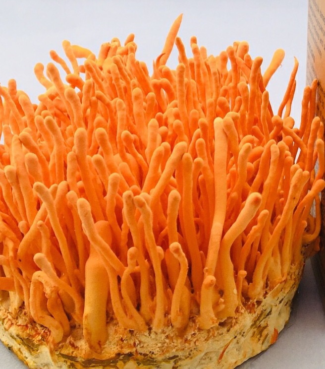 ĐÔNG TRÙNG HẠ THẢO ĐÔNG KHÔ NATURE CORDYCEPS