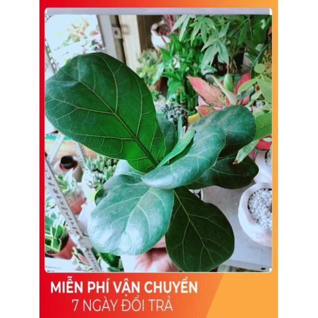 Chậu Bàng Singapore