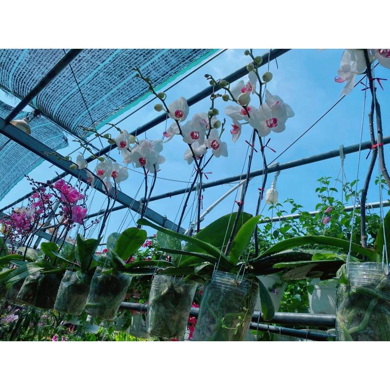 Lan Hồ Điệp Hàng Đẹp