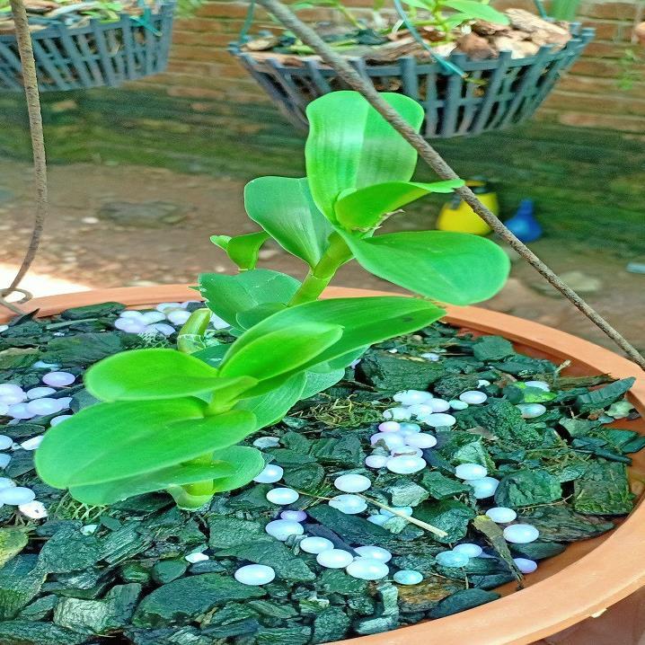 Hoa lan phi điệp-5ct lâm xung+ 700g phân thỏ hữu cơ
