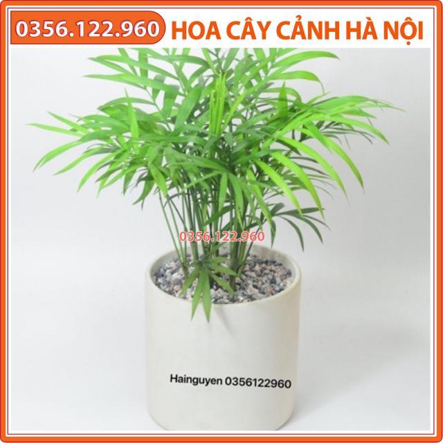 Chậu cây cau tiểu trâm để bàn (cả chậu sứ