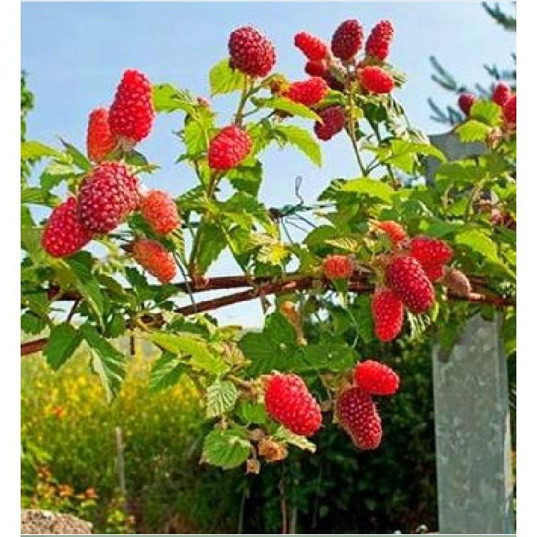 Hạt giống quả Mâm Xôi đỏ 30 hạt/gói