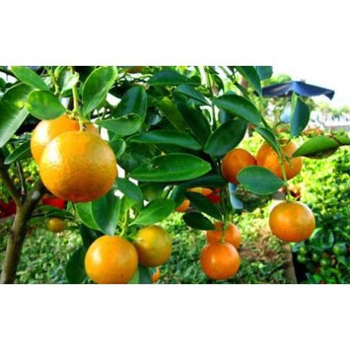 Cây giống QUẤT NGỌT - Cây giống F1