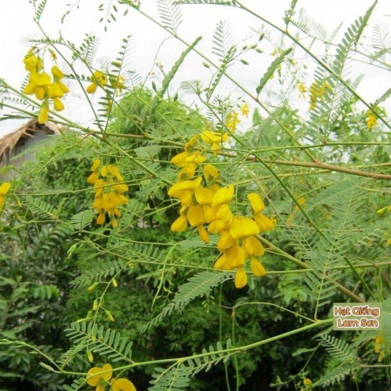 HẠT GIỐNG BÔNG ĐIÊN ĐIỂN - Loài Cây Quý Hiếm, Món Ăn Đặc Sắc Miền Tây Sông Nước.