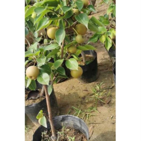 Cây lê vàng sẵn quả