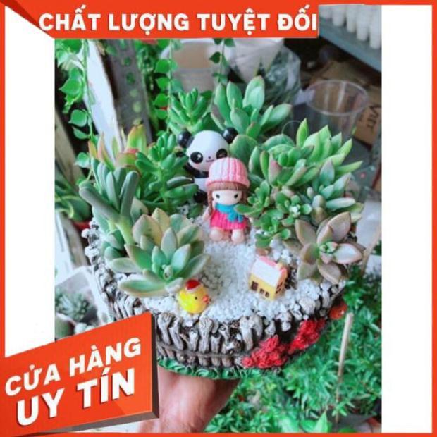 Chậu sen đá mix