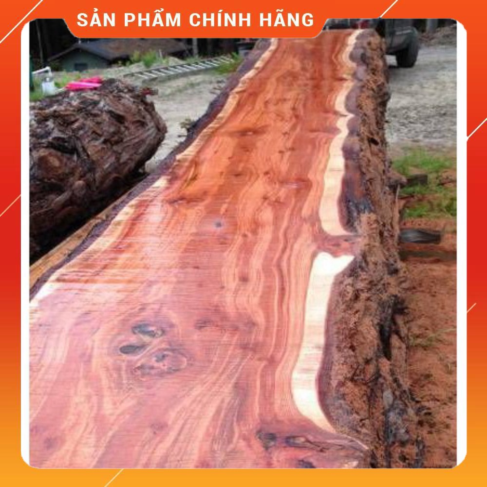 Cây giống đàn hương trắng Ấn Độ