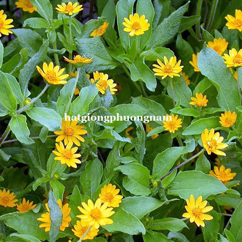 20H - HẠT GIỐNG HOA CÚC MẶT TRỜI