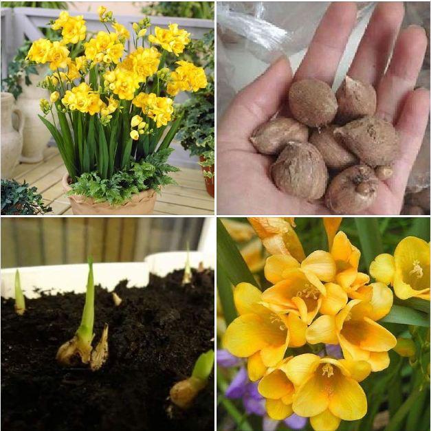 3 Củ giống hoa lan nam phi hoa màu vàng-củ tươi,có mầm sẵn,dể trồng