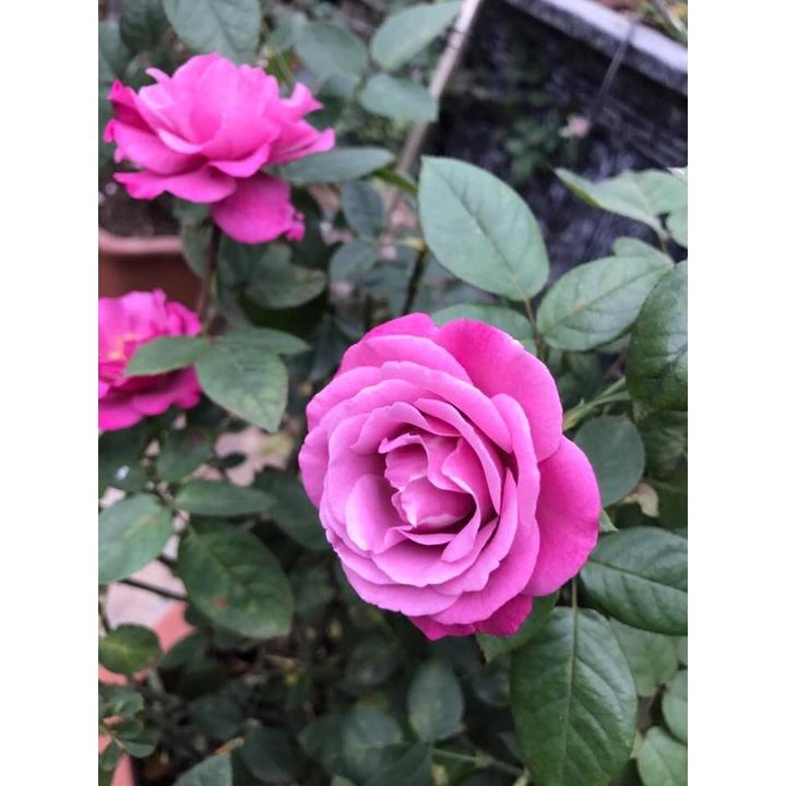 Hoa hồng ngoại Muriel Robin Rose Tím cực đẹp