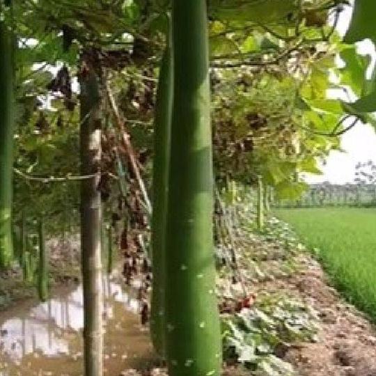 Bộ 3 Gói Hạt giống bầu sao trái dài - bầu sao quê - gói 10 hạt-tặng kèm gói phân bón lót