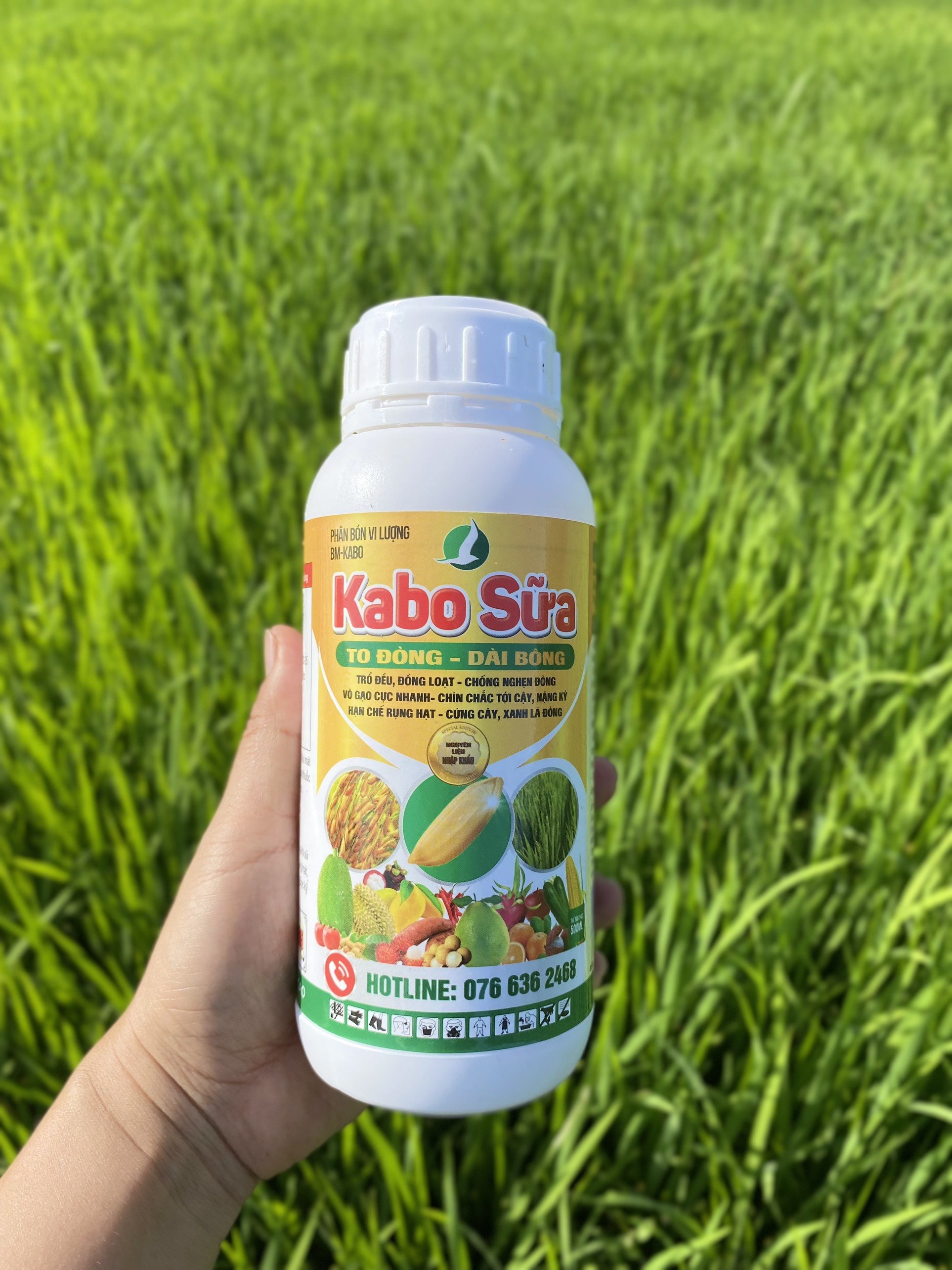 COMBO LÚA TIẾT KIỆM PHÂN BÓN - CÂY NỞ BỤI KHOẺ - ĐÒNG TO - TRỔ RỘ DÀI BÔNG