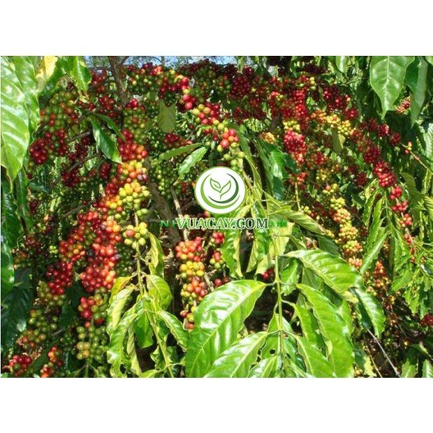 1 KG HẠT GIỐNG CÀ PHÊ TRS1 .