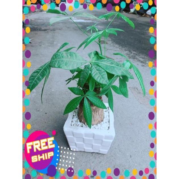 Chậu Kim Ngân 1 Thân Size Lớn