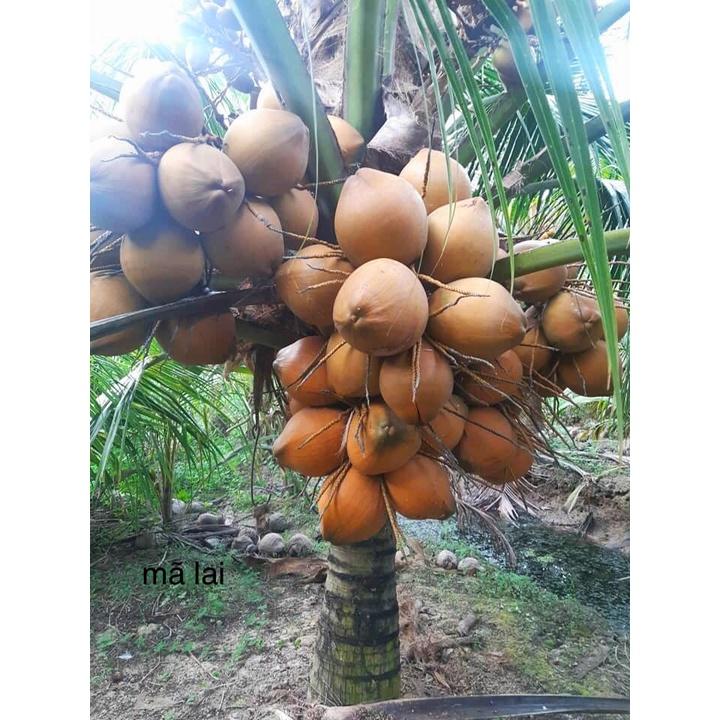 Cây giống dừa MALAI ( siêu trái phát triển khỏe mạnh)