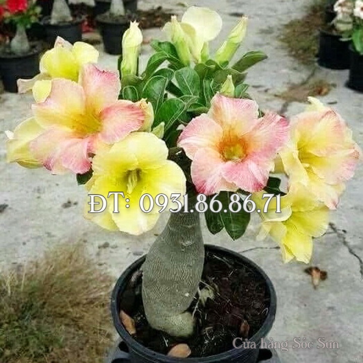 Hạt giống hoa sứ Thái Lan mix 2 màu vàng hồng – Bịch 10 hạt – Mã số 1079