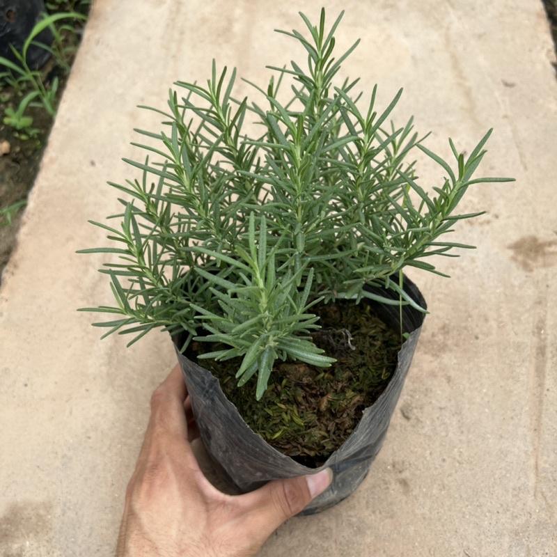 Bịch cây hương thảo để bàn cỡ nhỏ, cây tỏa hương thơm dịu nhẹ giúp đuổi muỗi và trang trí nội thất
