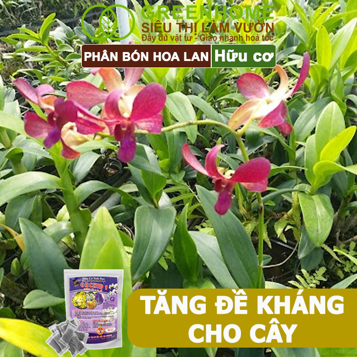 Phân Bón Lan Greenhome, Bao 36 Túi Lưới, Tan Chậm, Không Mùi Hôi, Dưỡng Lan Ra Rễ, Xanh Tốt, Dùng Tốt Cho Sen Đá, Kiểng