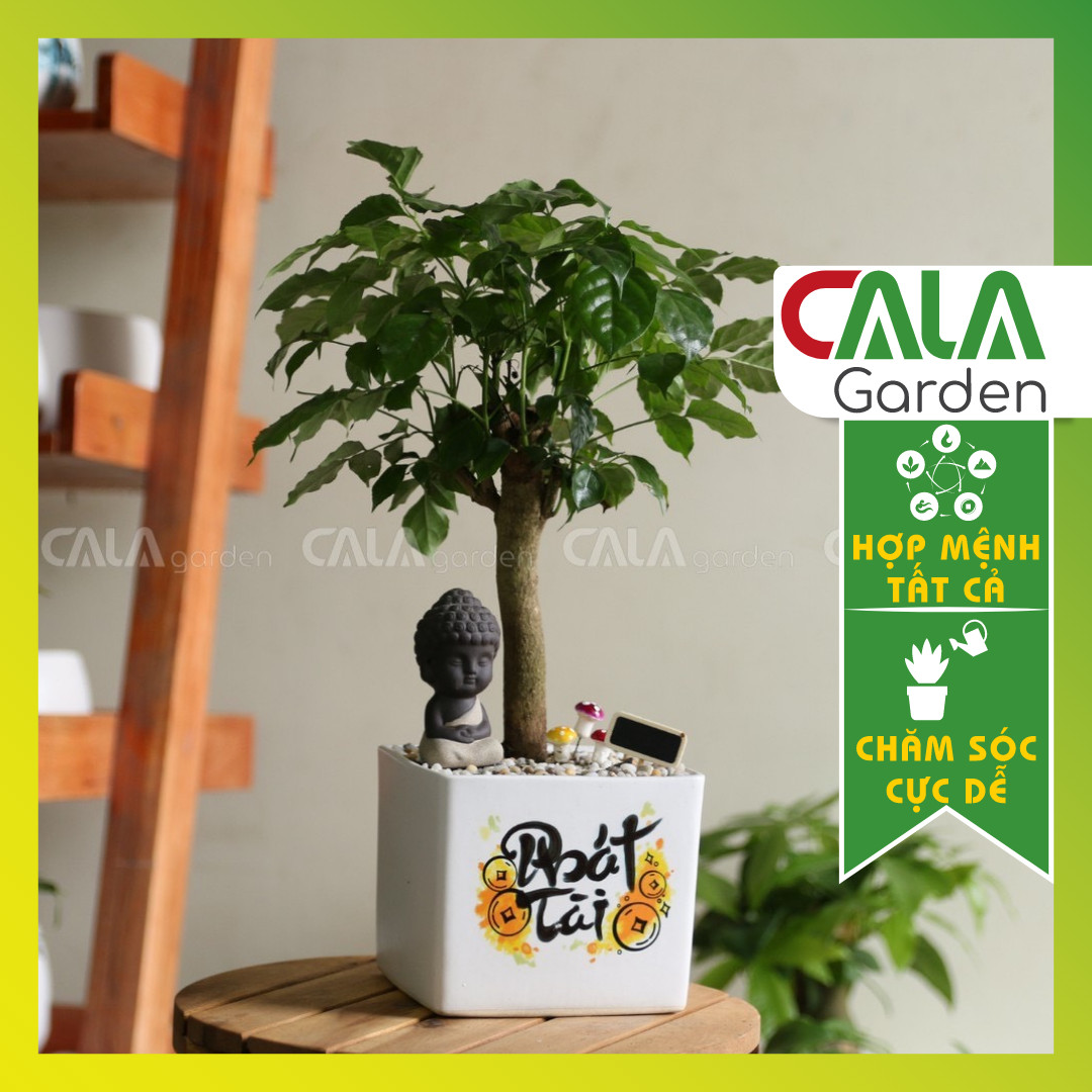 Cây Hạnh Phúc, Ngũ Gia Bì, Kim Ngân Bính Và 3 Thân Bonsai Ông Phật Phù Độ Để Bàn