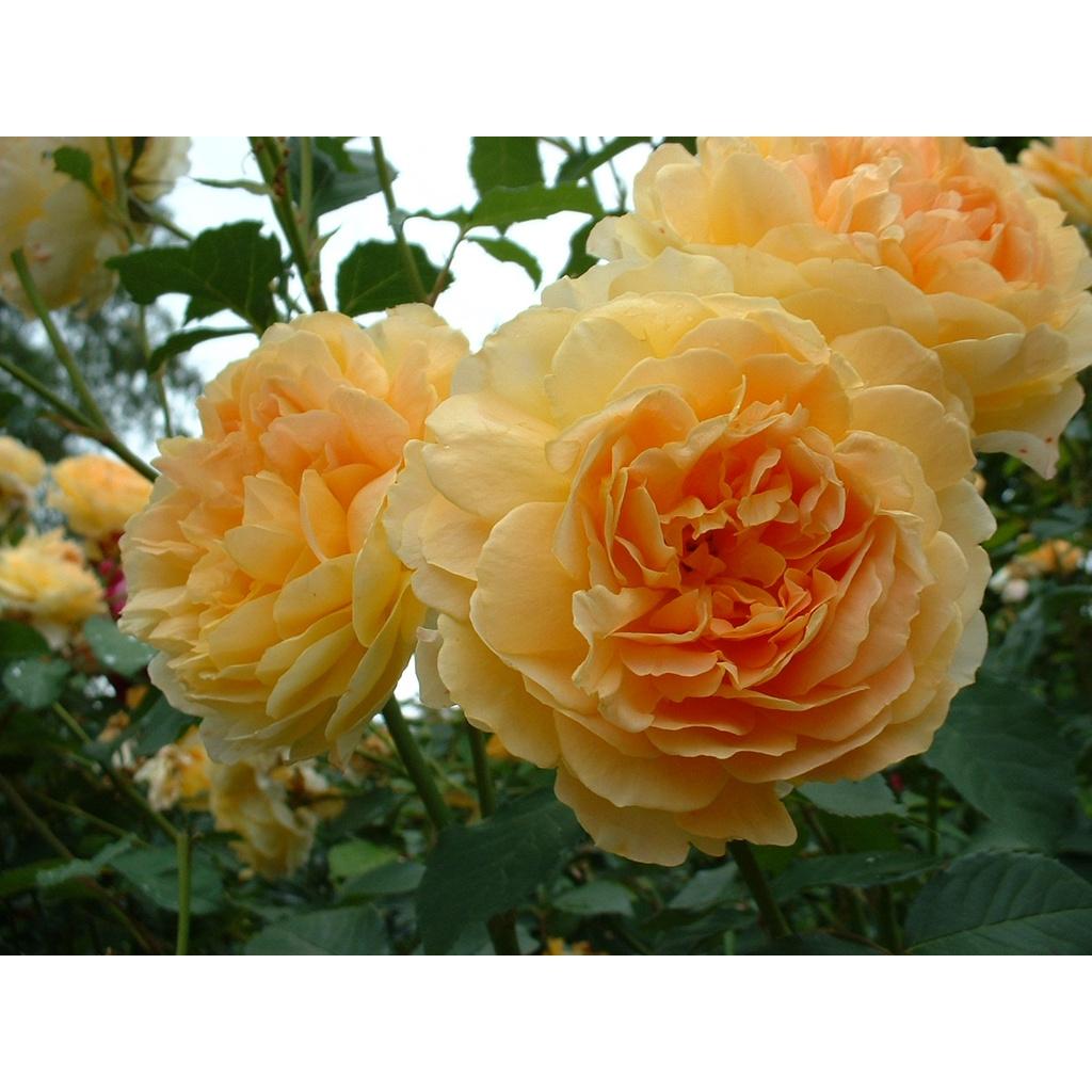 Hoa Hồng Ngoại thân bụi Molineux Rose màu Vàng siêu hot- mùi hương mộc dược - sai hoa - dễ chăm