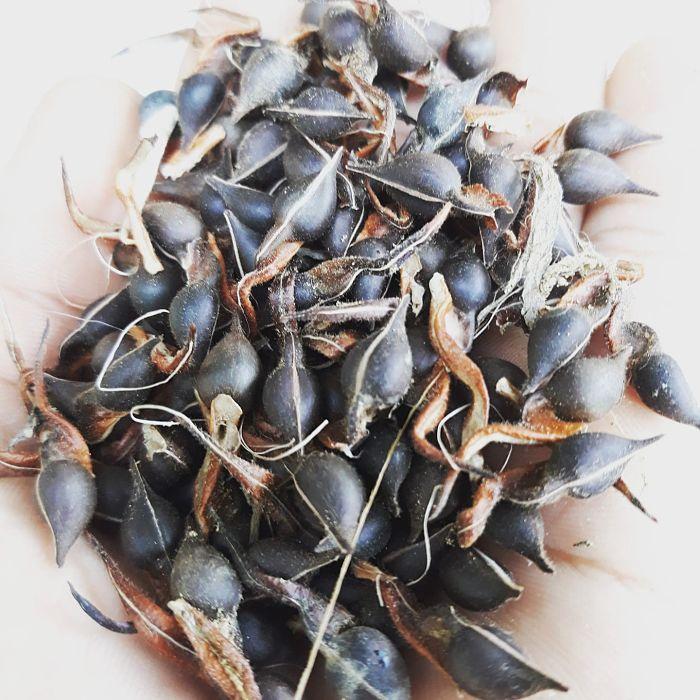 Cây GIỐNG GIó Bầu