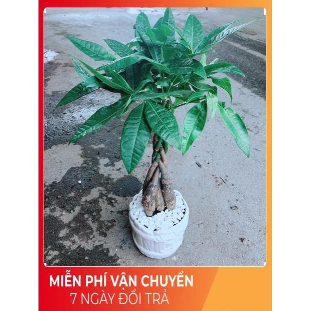 Chậu Kim Ngân 5 Thân Thắt Bính