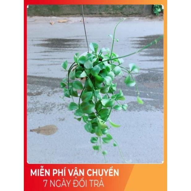 Đô La Dây Vỏ Ốc